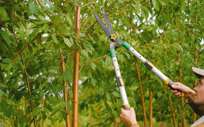 Tree trimming in Aroda, VA