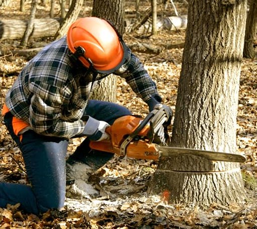 Tree Removal in Aroda, VA